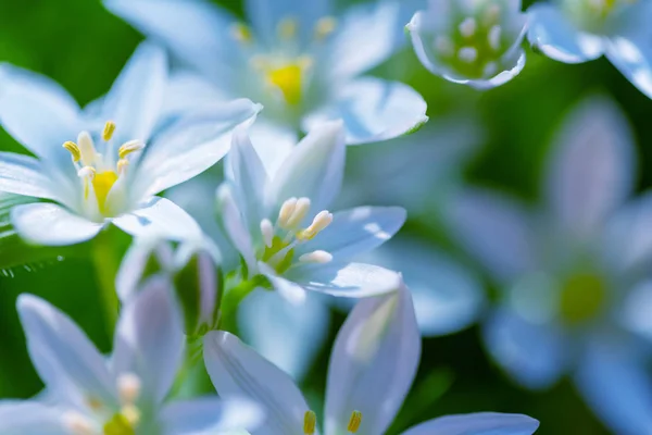 Flores Gotas Nieve Cerca — Foto de Stock