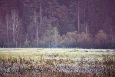 Güneşli sonbahar çayır doğa manzara 