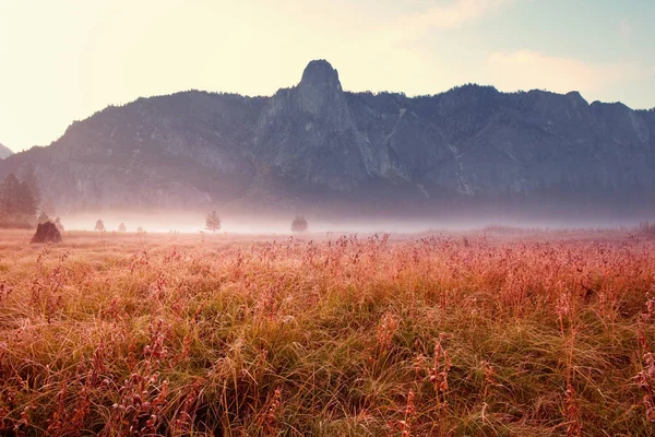 Sunny Autumn Meadow Nature Landscape — Stock Photo, Image