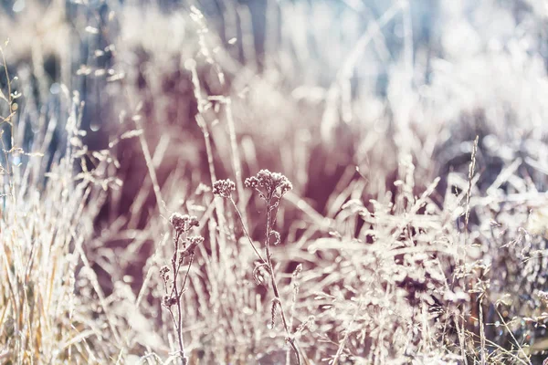 山の中で冬の朝に凍った草のクローズアップショット — ストック写真