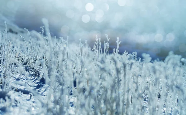 Крупним Планом Знімок Замерзлої Трави Взимку Горах — стокове фото