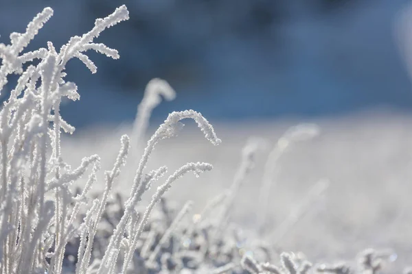 Primer Plano Hierba Congelada Mañana Invierno Las Montañas —  Fotos de Stock