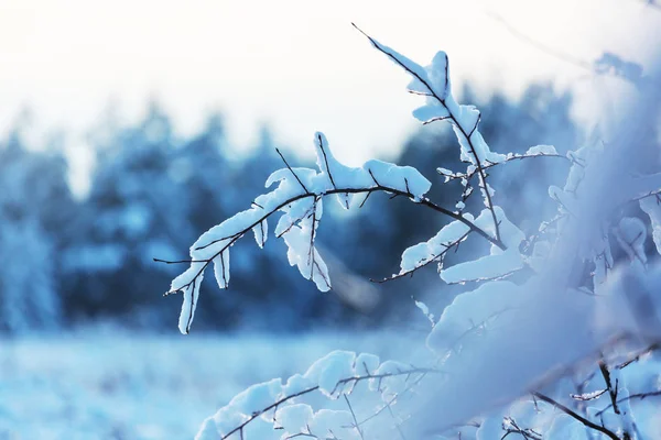 Pittoresk Snötäckt Skog Vintern — Stockfoto