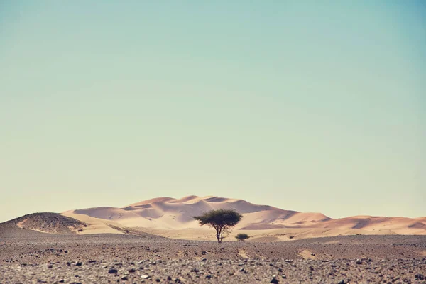 Dunes Sable Pittoresques Dans Désert — Photo