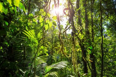 Misty Rainforest in  Costa Rica,  Central America clipart