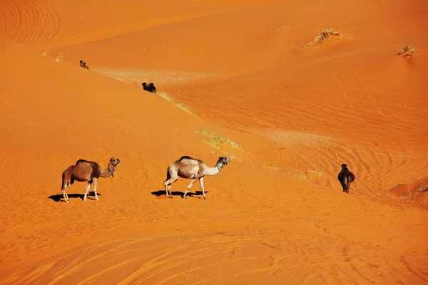 Karawana Krajobraz Natura Pustynia Sahara — Zdjęcie stockowe