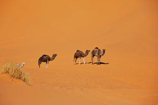 Caravana Sahara Desierto Naturaleza Paisaje — Foto de Stock