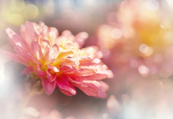 Close Shot Beautiful Flowers Suitable Floral Background — Stock Photo, Image