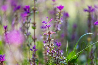 Güzel çiçeklerin yakın çekimi. Çiçek arkaplanı için uygun.