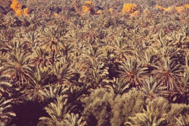 Tropikal adada palmiye fidanı