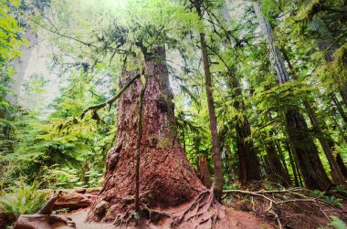 Vancouver Adası 'ndaki yağmur ormanı, British Columbia, Kanada