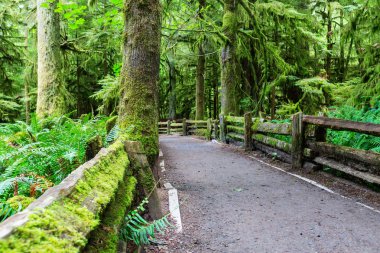 Vancouver Adası 'ndaki yağmur ormanı, British Columbia, Kanada