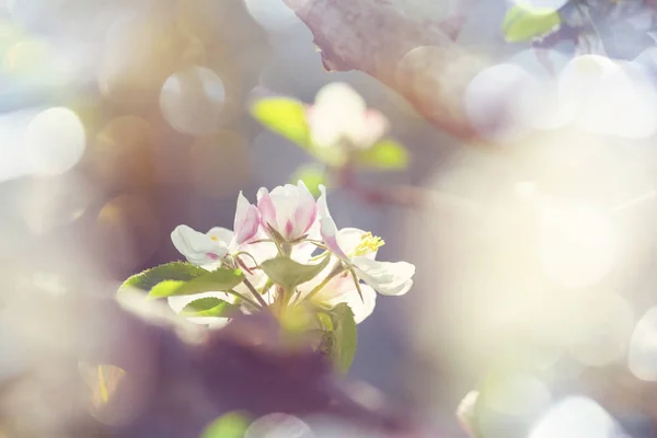 Fleurs Floraison Des Cerisiers Dans Jardin Printemps — Photo