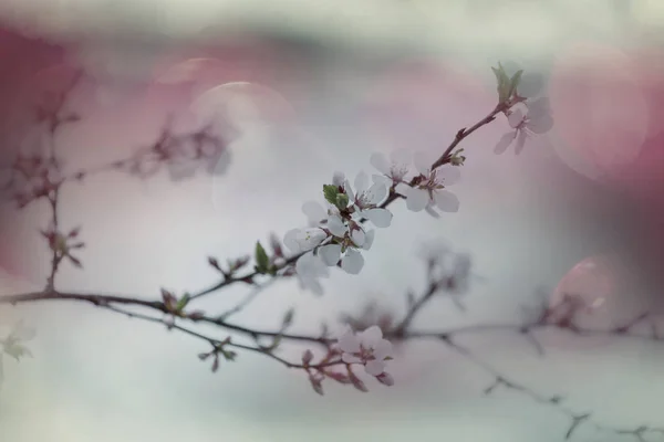 Blüten Der Kirschblüte Frühlingsgarten — Stockfoto