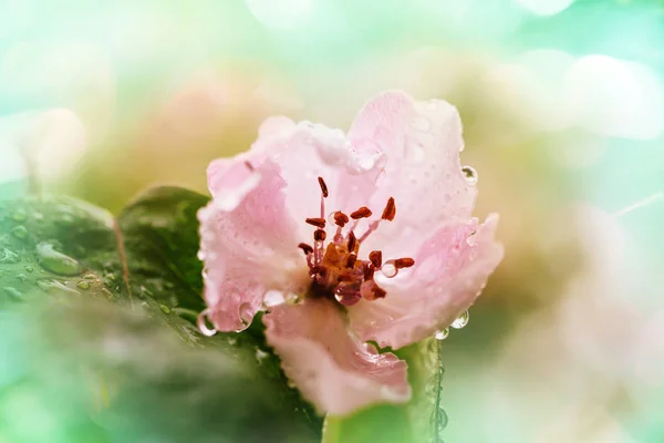 Fleur Cerise Fleurs Dans Jardin Printemps — Photo