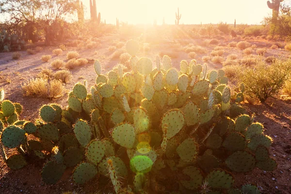 Naturlandschaft Des Saguaro Nationalparks — Stockfoto