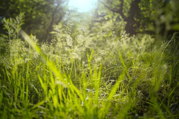 午前中に濡れた草をクローズ アップ — ストック写真
