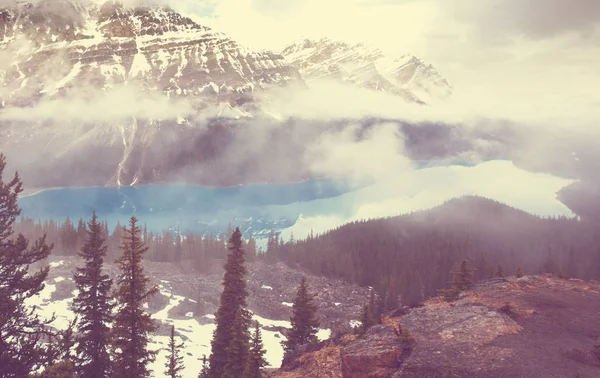 Λίμνη Peyto Στο Εθνικό Πάρκο Banff Καναδάς — Φωτογραφία Αρχείου