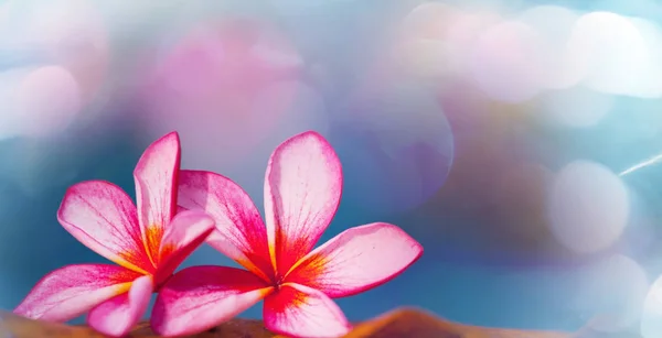 Hawajskie Kwiaty Różowy Ogród Bliska — Zdjęcie stockowe