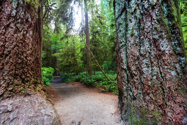 加拿大不列颠哥伦比亚省温哥华岛的雨林 — 图库照片