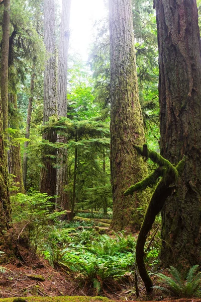 加拿大不列颠哥伦比亚省温哥华岛的雨林 — 图库照片