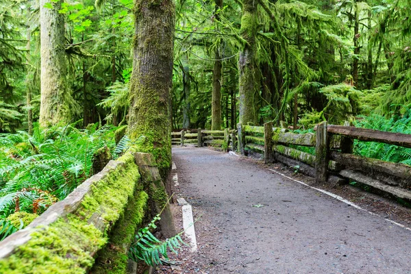 Floresta Tropical Ilha Vancouver British Columbia Canadá — Fotografia de Stock