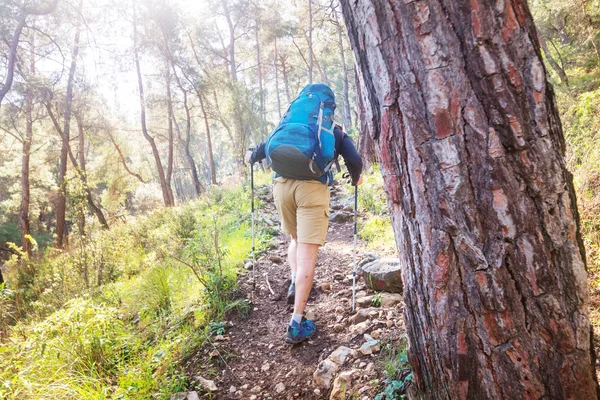 Man Hiking Bay Trail Forest — Stock Photo, Image