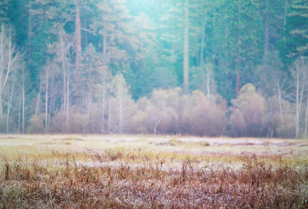 Zonnige Herfst Weide Natuur Landschap — Stockfoto