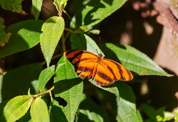 Mariposa Rama Con Hojas Verdes — Foto de Stock