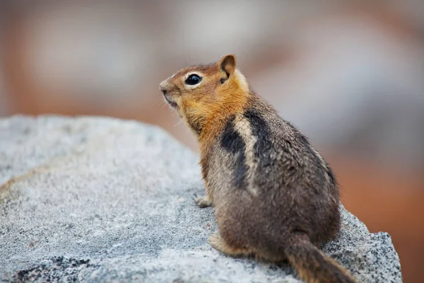 Mignon Chipmunk Fermer — Photo