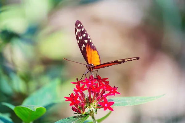 Mariposa Flores Primavera — Foto de Stock