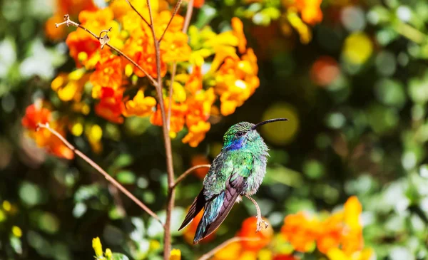 Colibri Coloré Costa Rica Amérique Centrale — Photo