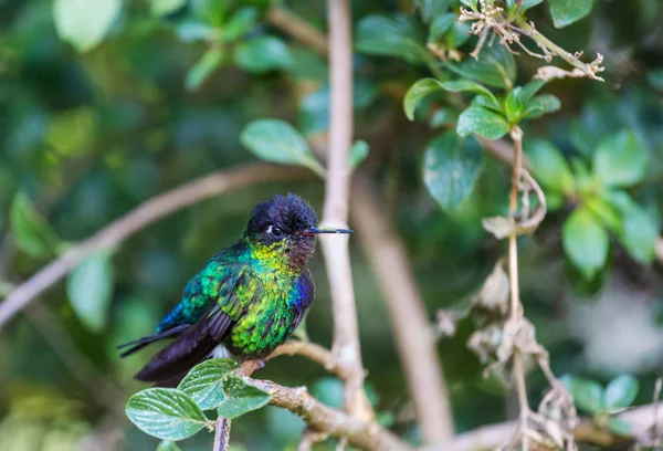 Kleurrijke Kolibrie Costa Rica Midden Amerika — Stockfoto