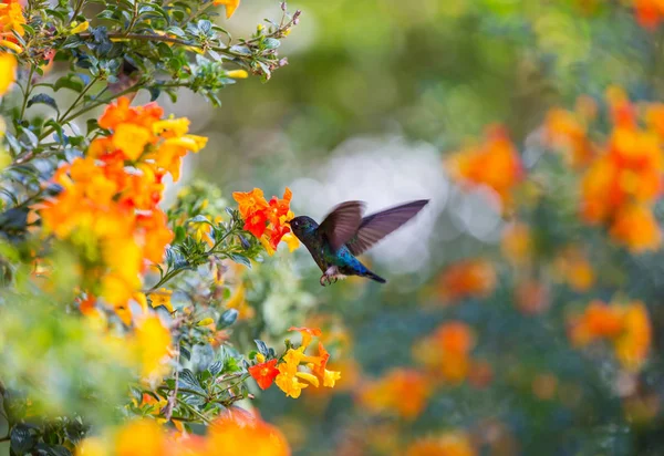 Värikäs Kolibri Costa Ricassa Keski Amerikassa — kuvapankkivalokuva