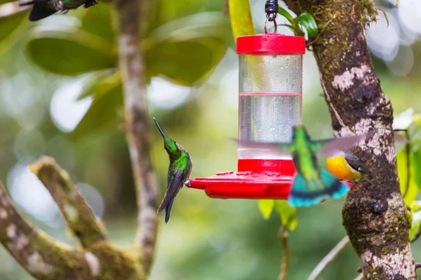 Färgglad Kolibri Costa Rica Centralamerika — Stockfoto