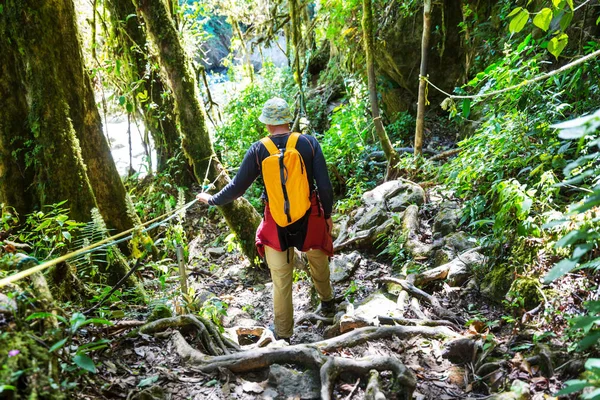 Hiking in green tropical jungle, Costa Rica, Central America