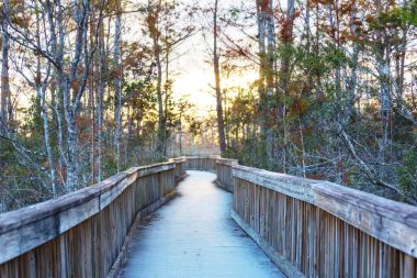 Everglades Ulusal Parkı 'ndaki bataklıkta tahta kaldırımlar, Florida, ABD.