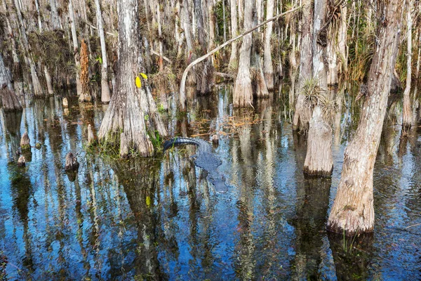 Alligators Florida River — Stock Photo, Image