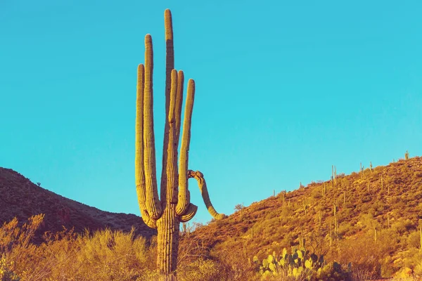 Park Narodowy Saguaro Cactus Plantacji — Zdjęcie stockowe