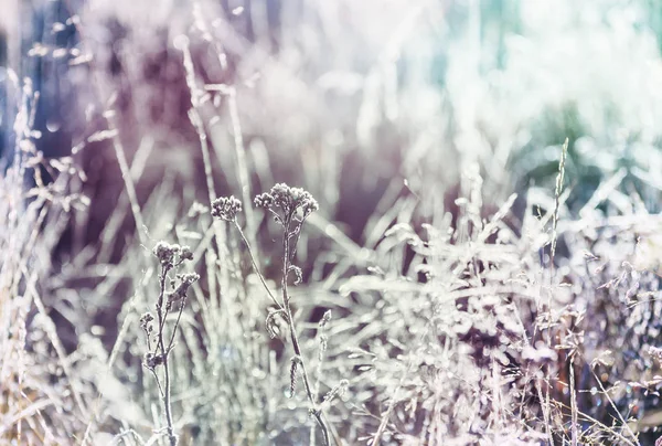 Close Shot Frozen Grass Winter Morning Mountains — Stock Photo, Image