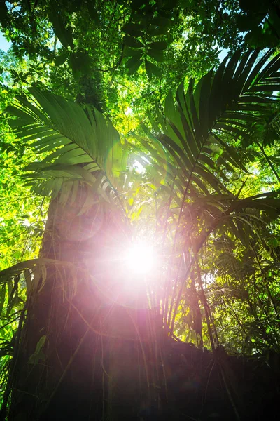 Misty Rainforest Costa Rica Central America — Stock Photo, Image