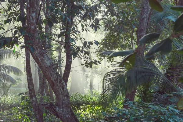 Misty Rainforest Costa Rica Central America — Stock Photo, Image