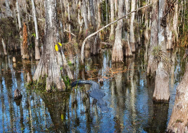 Alligatori Florida Nel Fiume — Foto Stock