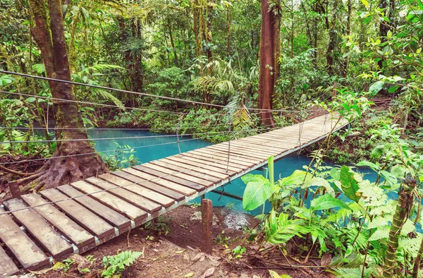 Pont Main Dans Jungle Verte Costa Rica Amérique Centrale — Photo