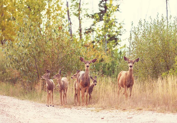緑の森 アメリカの鹿 — ストック写真