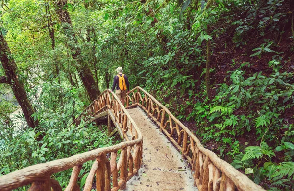 Yeşil Tropikal Ormanda Yürüyüş Kosta Rika Orta Amerika — Stok fotoğraf