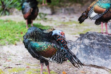 Vahşi Ocellated Hindi Tikal Ulusal Parkı, Gutemala 'da. Güney Amerika.