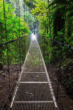 Yeşil tropikal ormanda yürüyüş, Kosta Rika, Orta Amerika