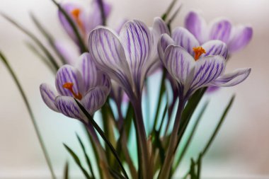 Güzel bahar çiğdemler yakın çekim