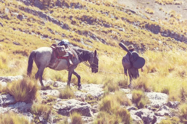 Ослиный Караван Кордилиере Huayhuash Peru South America — стоковое фото